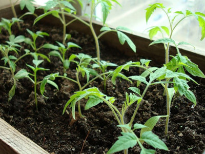 Planting tomato seedlings in a greenhouse