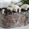 Міцелій грибів