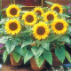 Sunflower seeds dwarf «Baby», ТМ OGOROD