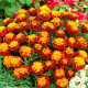 Seeds of undersized marigolds «Champion», ТМ OGOROD