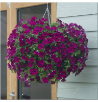 Seeds of surfinia (petunia) «Parple Violet» F1, TM «SEEDS OF UKRAINE» 