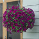 Seeds of surfinia (petunia) «Parple Violet» F1, TM «SEEDS OF UKRAINE» 