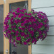 Seeds of surfinia (petunia) «Parple Violet» F1, TM «SEEDS OF UKRAINE» 