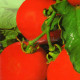 Tomato seeds "Sanka", TM "Elitsortnasinnia" - 0.1 gram