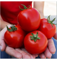 Tomato seeds "Sanka", TM "Elitsortnasinnia" - 0.1 gram