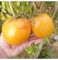 Tomato seeds "Joyful", ТМ OGOROD