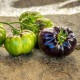 Tomato seeds "Lovely Lush" (Beautiful Lush), series "From the author"