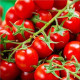 Tomato seeds "Gardener's Delight", TM "SEEDS OF UKRAINE"